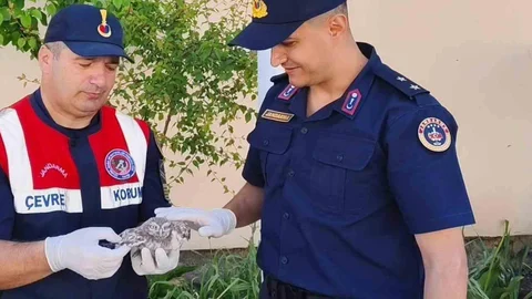 Yozgat'ta Yavru Baykuşa Yardım Eli