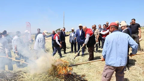 Adıyaman'da Firik Bulguru Hasadı Başladı