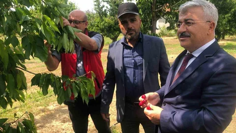Akşehir Kirazı Üretimi İçin İncelemeler Yapıldı
