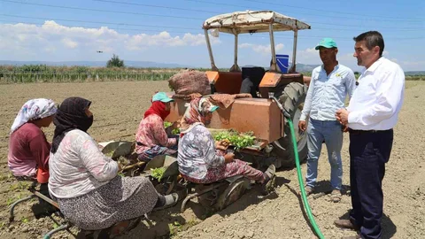 Saruhanlı'da Tütün Dikim Sezonu Başladı