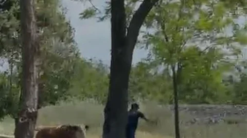Elazığ'da Kaçan Dana Paniğe Neden Oldu