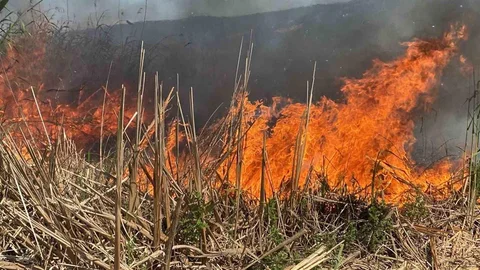 Kocaeli'de Sazlık Yangını 10 Dönüm Zarar Verdi