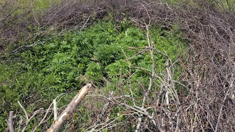 Niğde'de Uyuşturucu Operasyonu Yapıldı