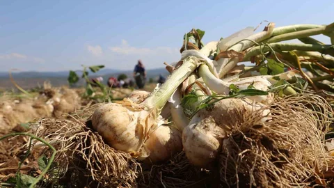 Kastamonu'da Taşköprü Sarımsağı Projesi
