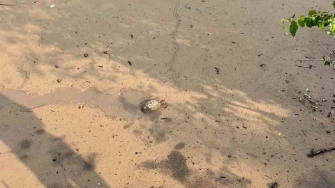 Osmaniye'de Kaplumbağa Kurtarma Operasyonu
