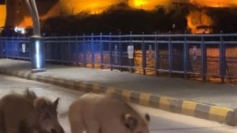 Aydın'da Yaban Domuzları Sorunu Büyüyor