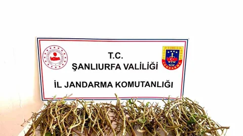 Şanlıurfa'da Fıstık Dalı Hırsızlığı