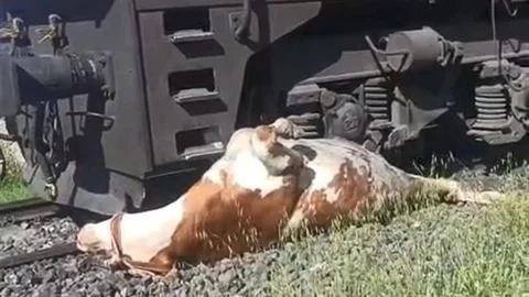 Elazığ'da Tren Çarpan İnek Kurtarıldı