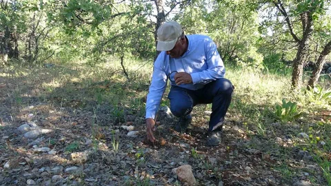 Malatya'da Meşe Mantarı Fiyatları Yükseliyor