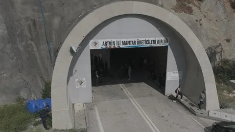 Artvin'de Mantar Hasadı Yapıldı