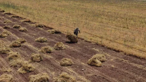 Mardin’de Çiftçiler Hasada Başladı
