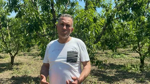 Bursa'da Nektarin Üretimi Artıyor