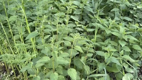 Ağrı'da Isırgan Otu Hasadı Başladı