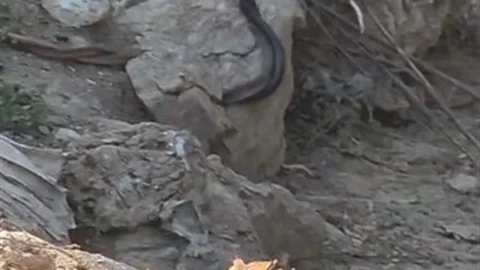 Antalya'da Yılanların Çiftleşme Dansı Görüntülendi