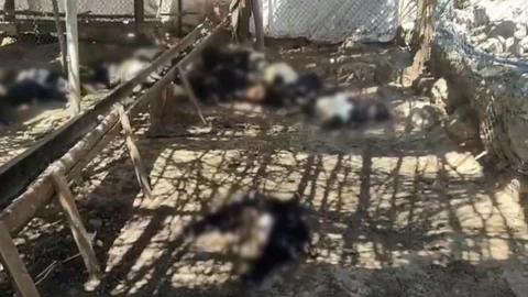 Siirt'te Ağılda Köpek Saldırısı