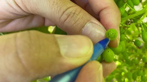 Salihli'de Bağ Üreticilerine Uyarı