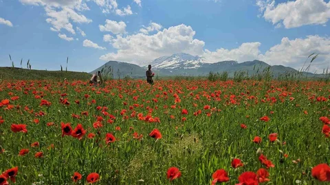 Bitlis'te Gelincik ve Kar Buluşması