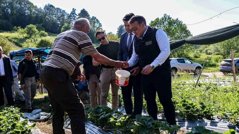 Bilecik'te Çilek Hasadı Ziyareti