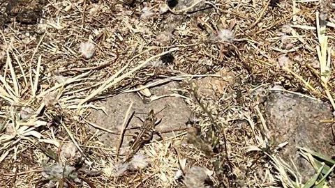 Çanakkale'de Çekirgeyle Mücadele Başlatıldı