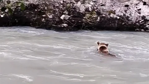 Elazığ'da Ayının Mücadelesi Kamerada