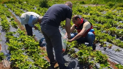 Beyşehir'de Çilek Hasadı Öncesi Denetimler