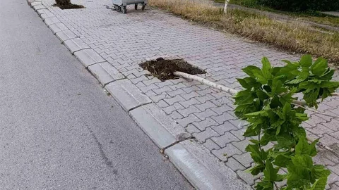 Patnos’ta Ağaçlara Zarar Verildi