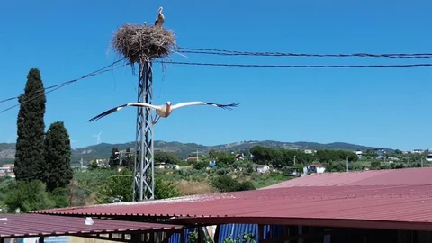 Kuşadası'nda Leylek Çifti Yuvalandı