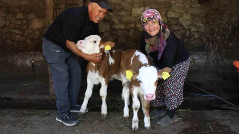 Amasya'da Şarkıcı Yıldız Tilbe'ye İsimli Buzağılar
