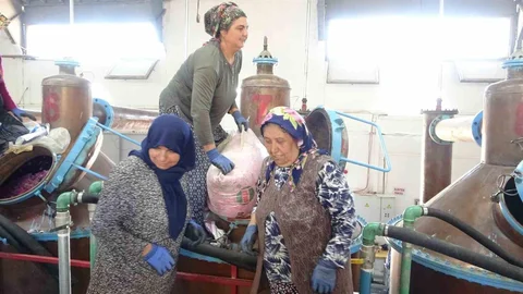 Isparta'da Gül Yağı Hasadı Başladı