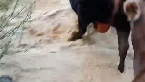 Yusufeli'nde Taşan Dereyi Geçen Hayvanlar