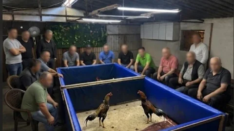 İzmir'de Horoz Dövüşü Operasyonu