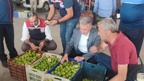 Buharkent'te İlek Meyveleri Denetlendi
