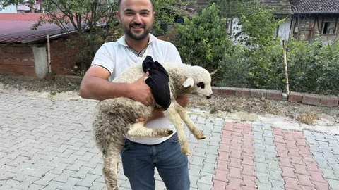 Tokat'ta Kırık Kuzuya Yardım Eli