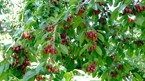 Erzincan'da Kiraz Hasadı Başladı