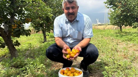 Osmaniye'de Kayısı Üretimi Başarıyla Devam Ediyor