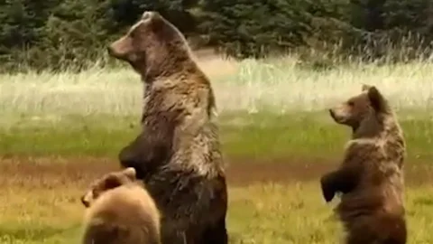 Bolu'da Anne Ayı ve Yavruları Görüntülendi