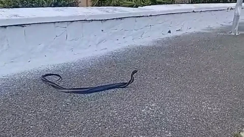 Bozdoğan'da Yılanların Çiftleşme Anı