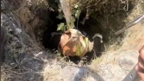 Osmaniye'de Buzağı Kurtarma Operasyonu