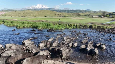Kayseri'de Manda Safari Deneyimi