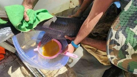 Elazığ'da Şabut Balığı Üretimi Başladı