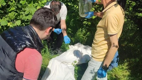 Kahverengi Kokarca ile Mücadelede Samuray Arısı Seferberliği