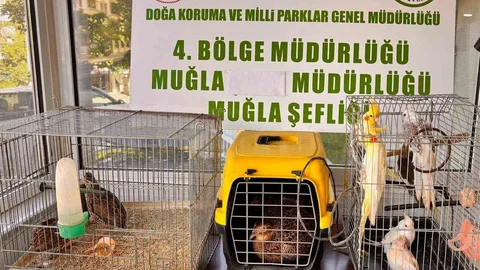 Muğla’da Kaçak Hayvan Ticareti Operasyonu