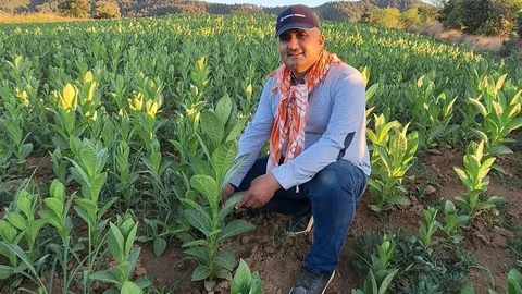 Manisa Sarıgöl'de Tütün Hasadı Başladı