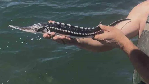 İzmit Körfezi'nde Mersin Balığı Salındı