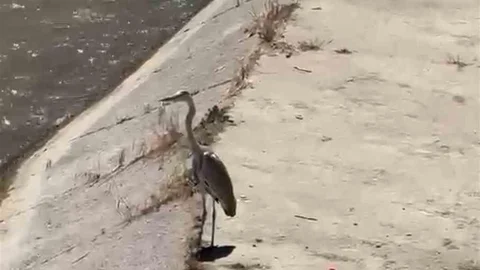 Karabük'te Gri Balıkçıl ve Martı Görüntülendi