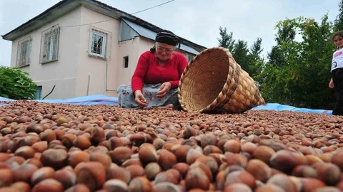 Düzce'den 5 Bin Ton Fındık İhracı