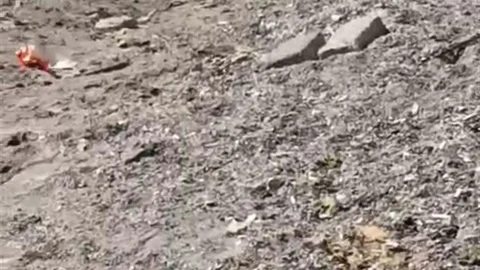Bursa Mudanya'da Yaban Domuzu Görüntülendi