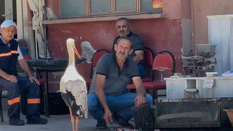 Bursa'da Leylek ve Balıkçı Dostluğu