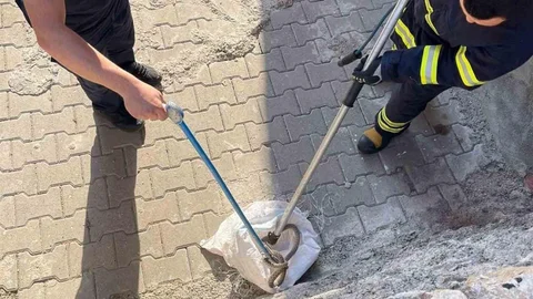 Siirt'te Yılan Paniği