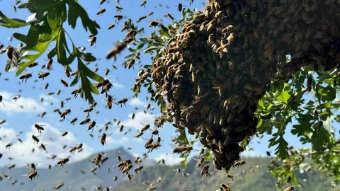 Şırnak'ta Arıcılık Bereketi Artıyor